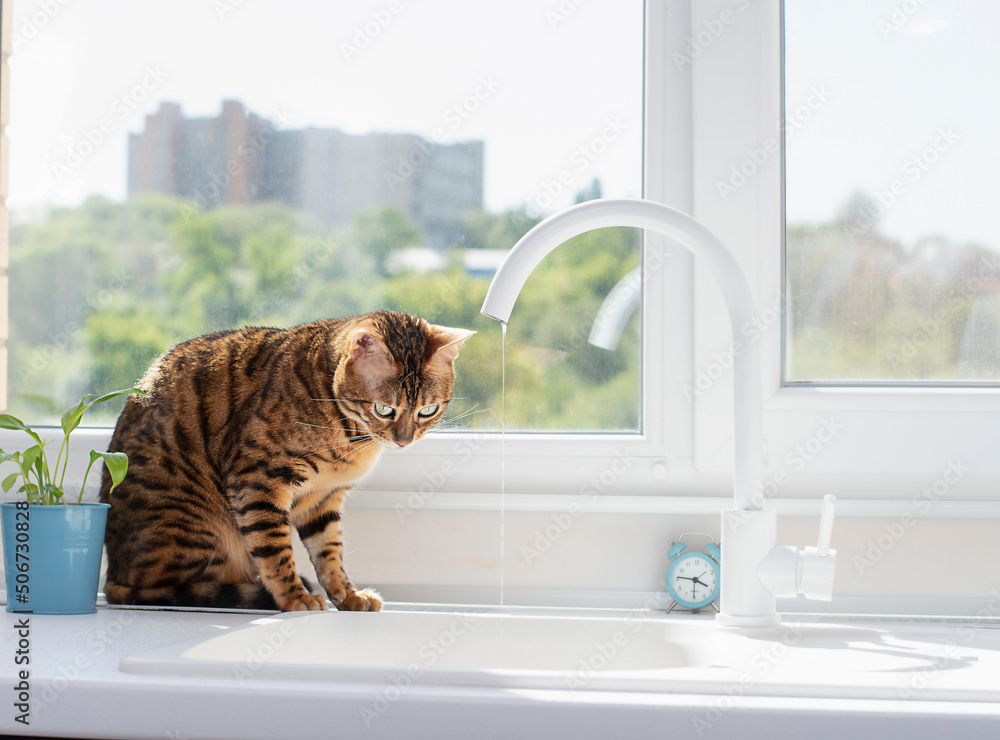 Animal. Home striped Bengal beautiful cat sits near the window and watches.