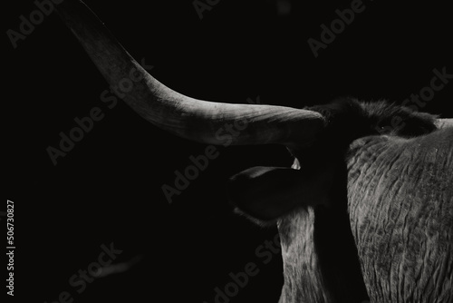 Grit texture of Texas longhorn cow horn close up, isolated on black background for tough cow on farm concept. photo