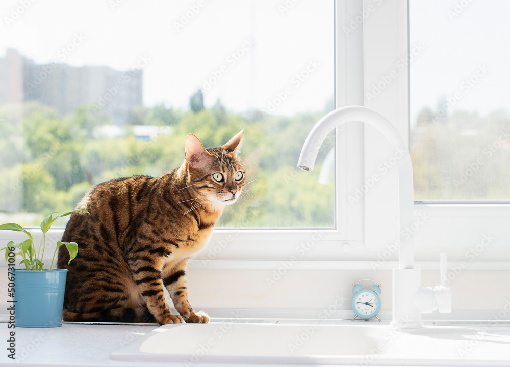 Animal. A beautiful domestic striped Bengal cat sits near the window and watches the water from a white tap. Soft focus. copy space