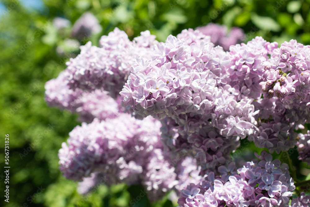 Lilac branches against in foliage close up Lilac branches against in foliage close up