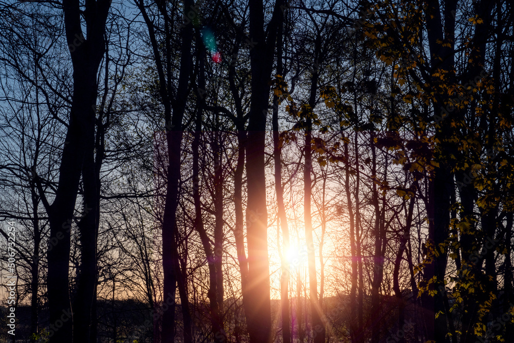 Silhouette of trees in a forest and low sun shines. Sun flare. Nature scene. Warm and cool color. Silhouette of trees in a forest and low sun shines. Sun flare. Nature scene. Warm and cool color.
