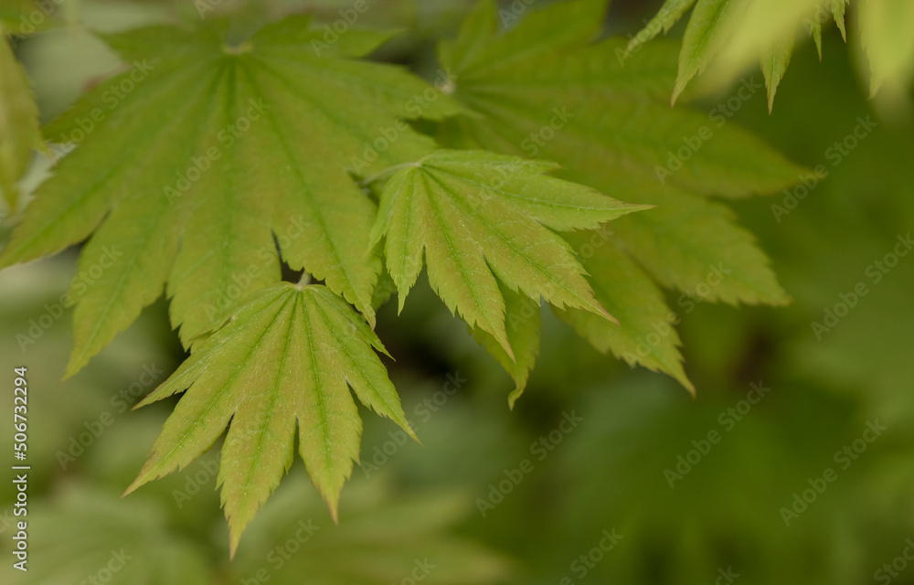 Close up of Japanese maple leaves background in soft spring green tones Close up of Japanese maple leaves background in soft spring green tones