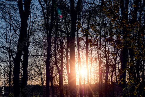 Silhouette of trees in a forest and low sun shines. Sun flare. Nature scene. Warm and cool color.