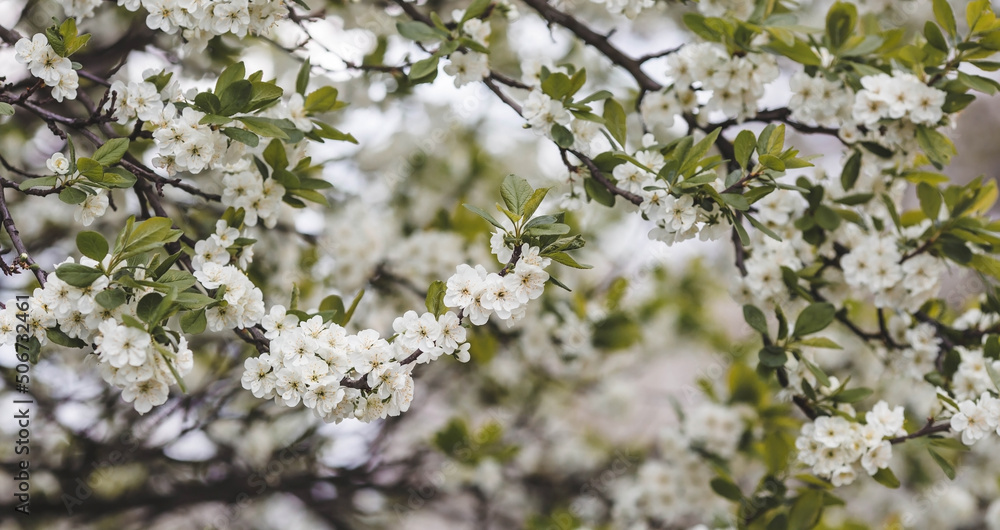 Banner. Macro photography. Spring, nature wallpaper. Plum blossoms in the garden. Blooming white flowers on the branches of a tree. Blurred background. Bokeh. Banner. Macro photography. Spring, nature wallpaper. Plum blossoms in the garden. Blooming white flowers on the branches of a tree. Blurred background. Bokeh.