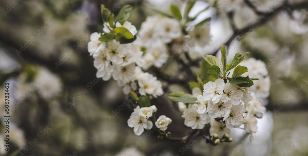 Fototapeta premium Banner. Macro photography. Spring, nature wallpaper. Plum blossoms in the garden. Blooming white flowers on the branches of a tree. Blurred background. Bokeh.