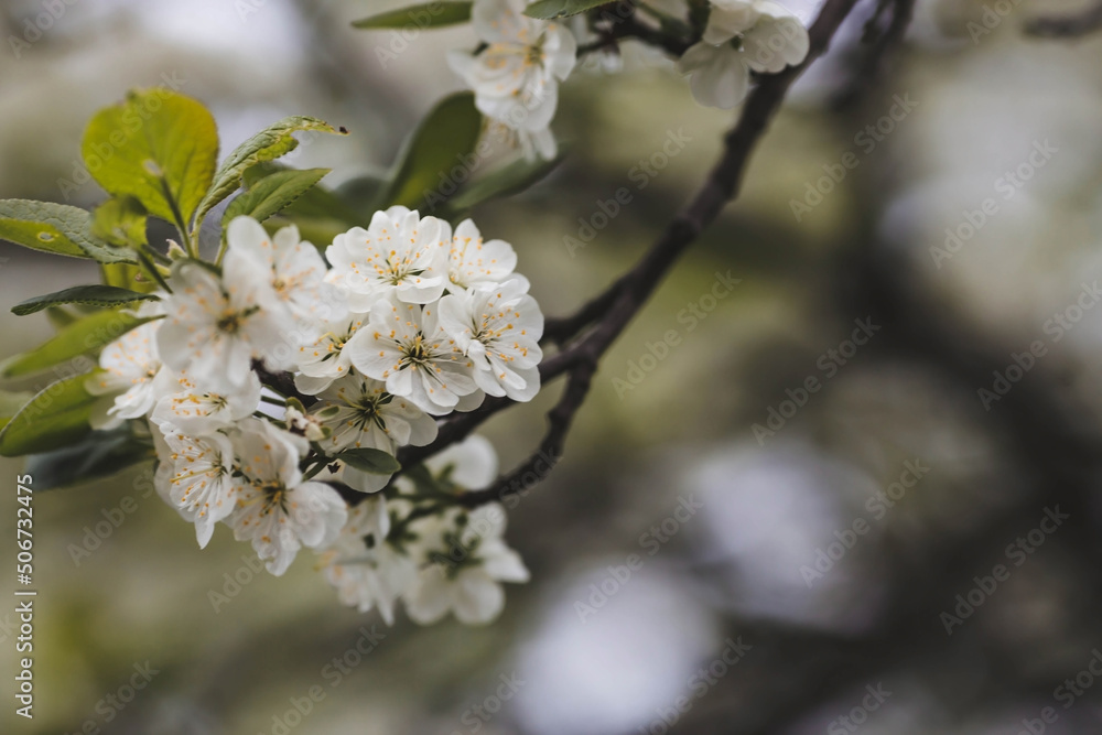 Banner. Macro photography. Spring, nature wallpaper. Plum blossoms in the garden. Blooming white flowers on the branches of a tree. Blurred background. Bokeh. Banner. Macro photography. Spring, nature wallpaper. Plum blossoms in the garden. Blooming white flowers on the branches of a tree. Blurred background. Bokeh.