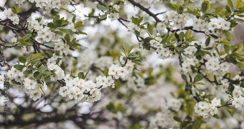 Banner. Macro photography. Spring, nature wallpaper. Plum blossoms in the garden. Blooming white flowers on the branches of a tree. Blurred background. Bokeh.