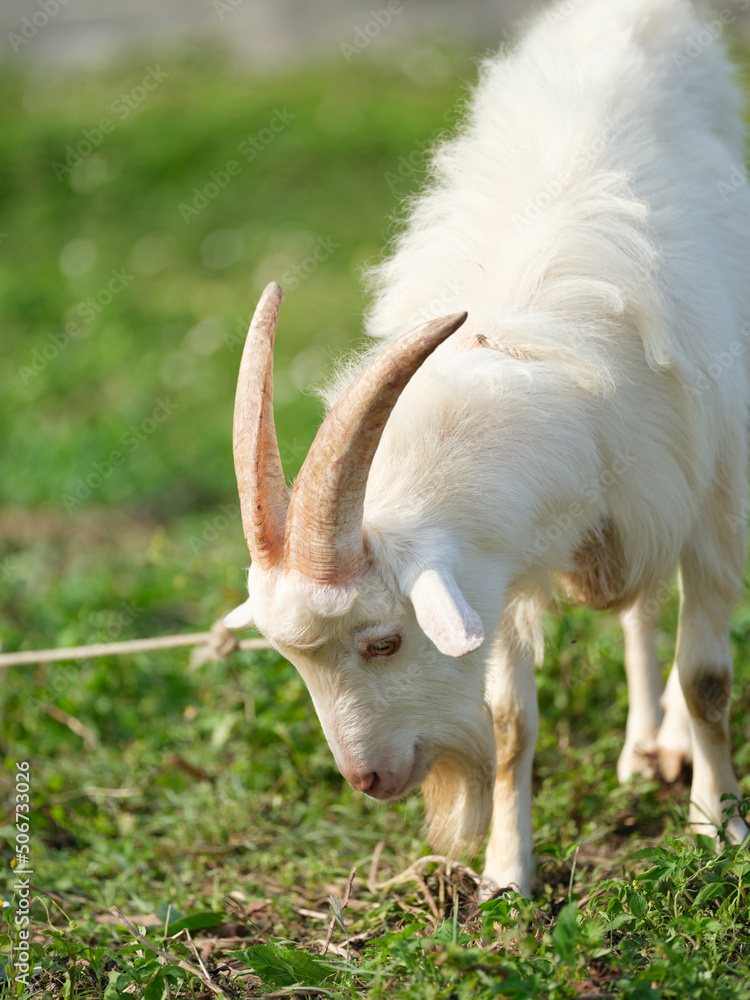 Obraz premium 草を食べる山羊