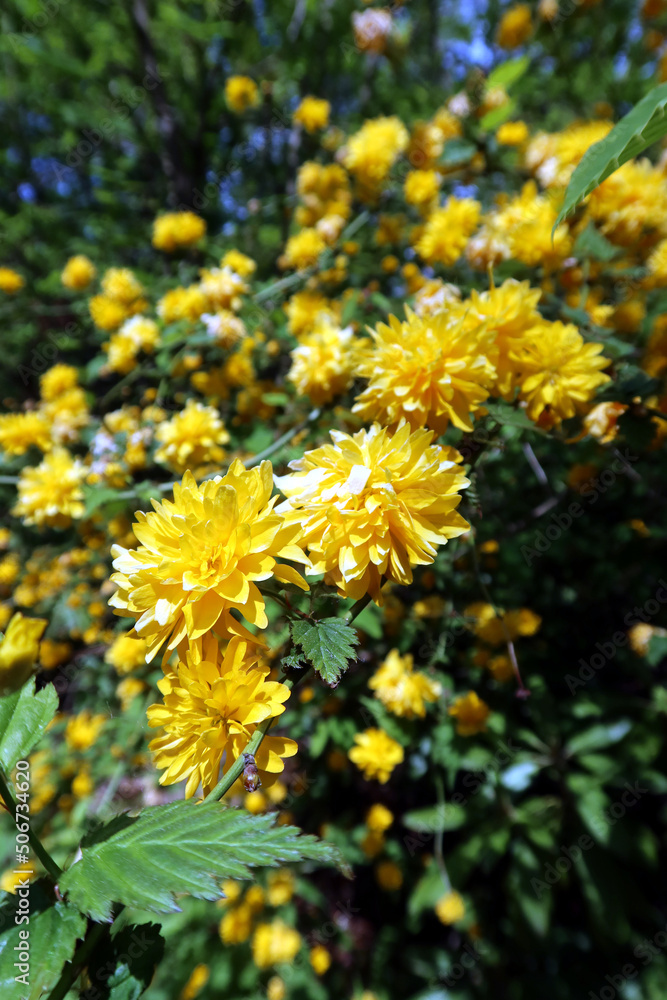 Kerria japonica, commonly known as Japanese rose or Japanese kerria ...