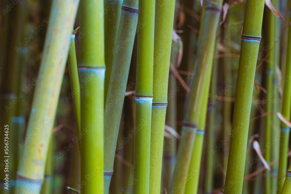 Obraz premium Green bamboo stems. Soft blurred background. Beautiful natural botanical wallpaper