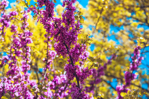 Cercis canadensis blooming close up. Purple flowers on the branches. Delicate floral background. Pink flowers on a blurry blue background. Panoramic spring view.