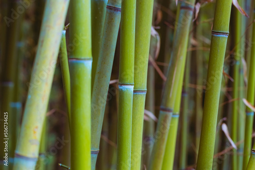 Fototapeta Naklejka Na Ścianę i Meble -  Green bamboo stems. Soft blurred background. Beautiful natural botanical wallpaper