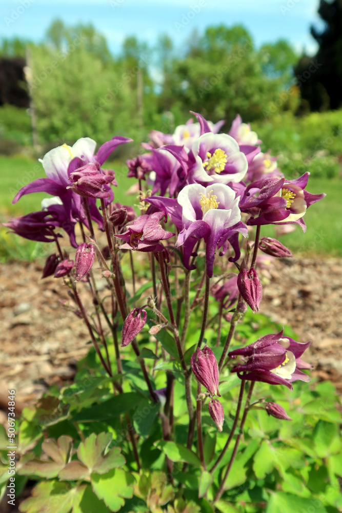 Aquilegia hybrida (common names: granny's bonnet, columbine) violet flowers Aquilegia hybrida (common names: granny's bonnet, columbine) violet flowers