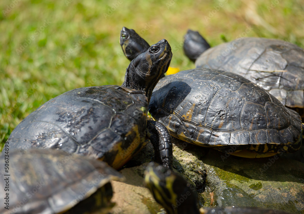 Tortugas comiendo al aire libre