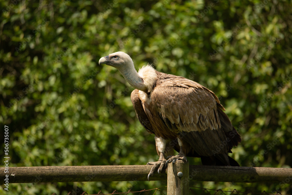 Fototapeta premium Aves cuidados en un zoo vasco
