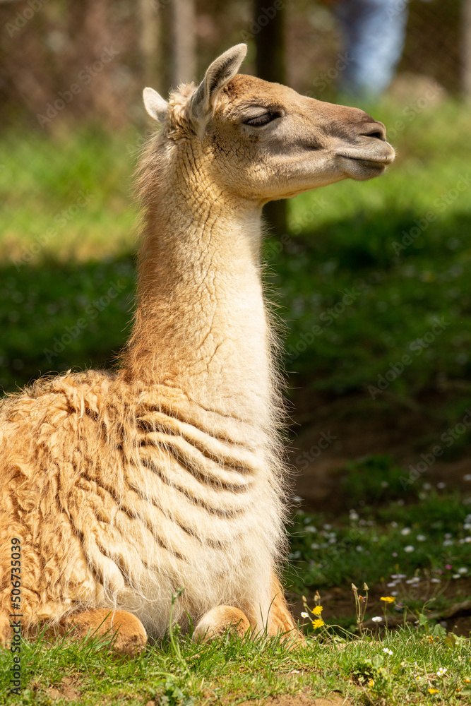Llama al cuidado en un centro para animales Llama al cuidado en un centro para animales