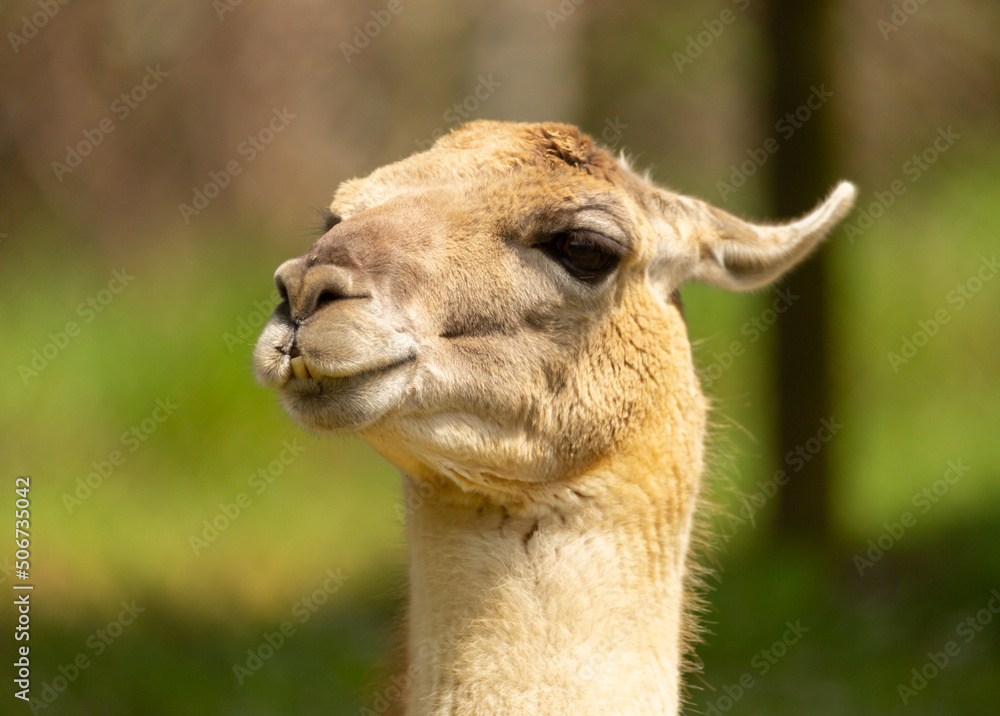 Fototapeta premium Llama al cuidado en un centro para animales