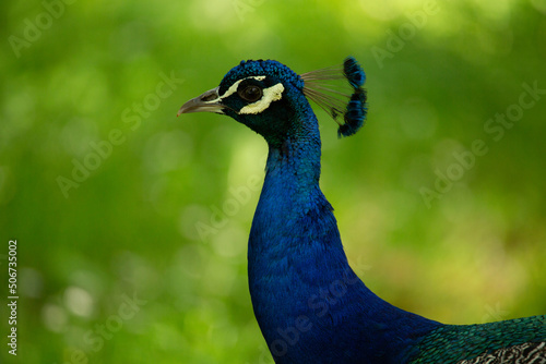 Wallpaper Mural Pavo real al aire libre en un centro para animales rescatados Torontodigital.ca