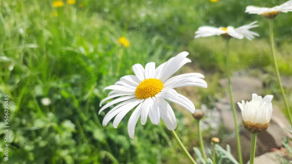 White daisies slowly sway by wind on the meadow. Summer concept. White daisies slowly sway by wind on the meadow. Summer concept.