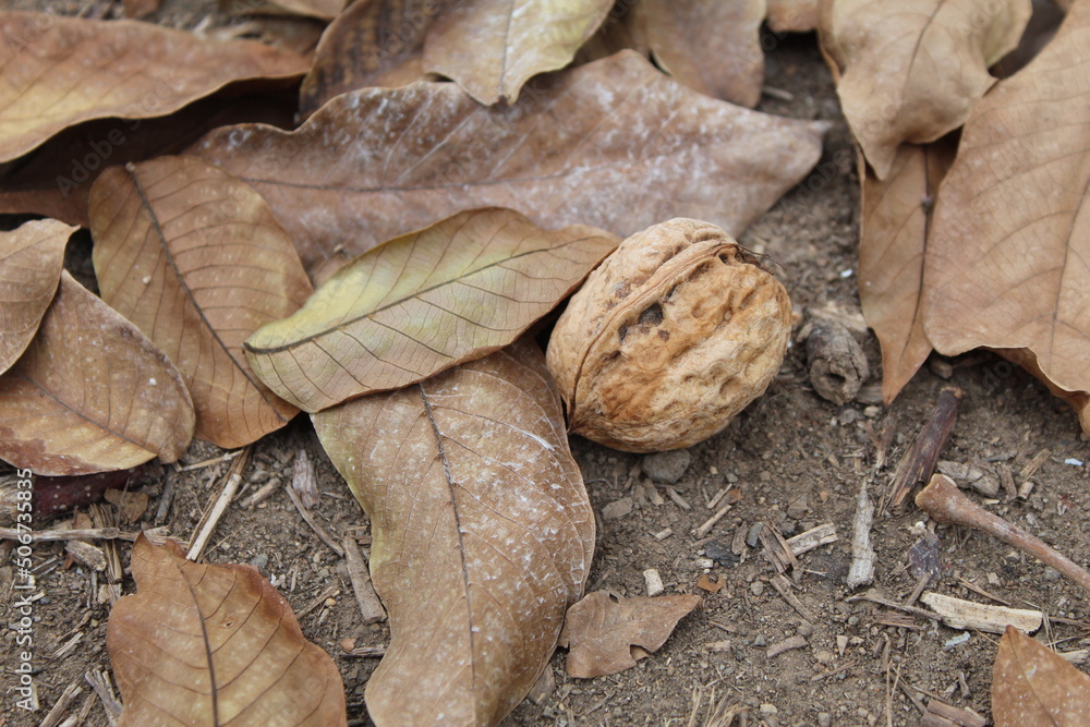 walnut harvest variety  serr