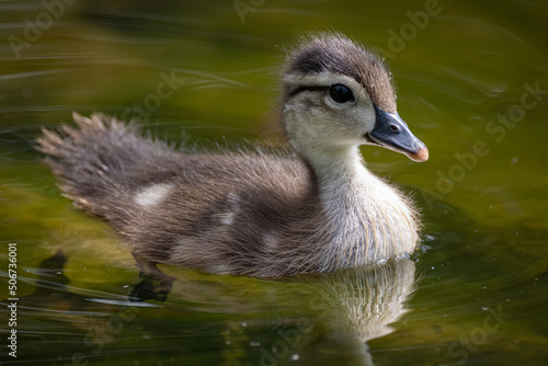 baby wood duck swimming in water
