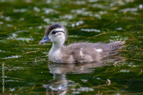 baby wood duck swimming in water