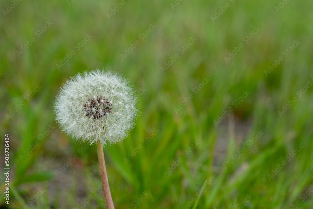 dandelion on green grass