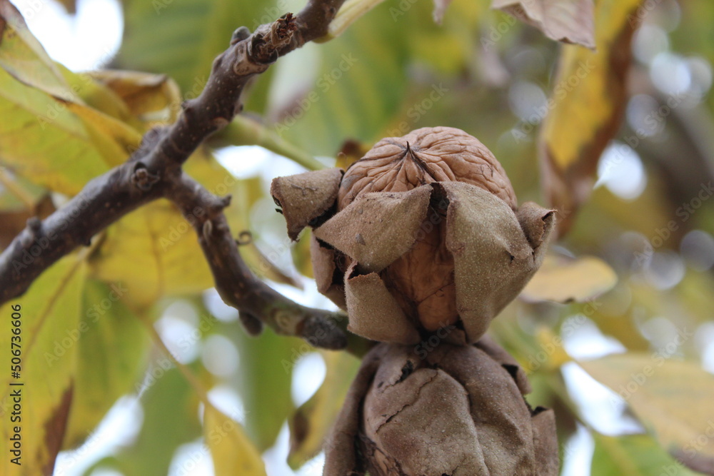 export walnut variety serr havest