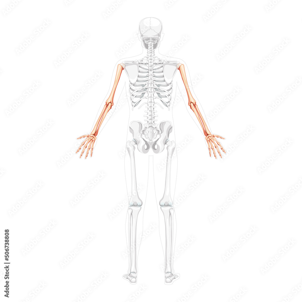 Skeleton Arms Human back Posterior dorsal view with partly transparent bones position. Hands, forearms realistic flat natural color concept Vector illustration of anatomy isolated on white background