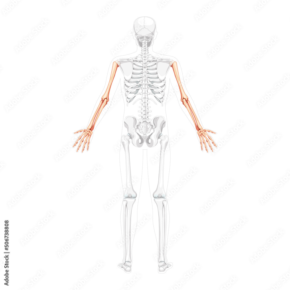 Skeleton Arms Human back Posterior dorsal view with partly transparent bones position. Hands, forearms realistic flat natural color concept Vector illustration of anatomy isolated on white background Skeleton Arms Human back Posterior dorsal view with partly transparent bones position. Hands, forearms realistic flat natural color concept Vector illustration of anatomy isolated on white background