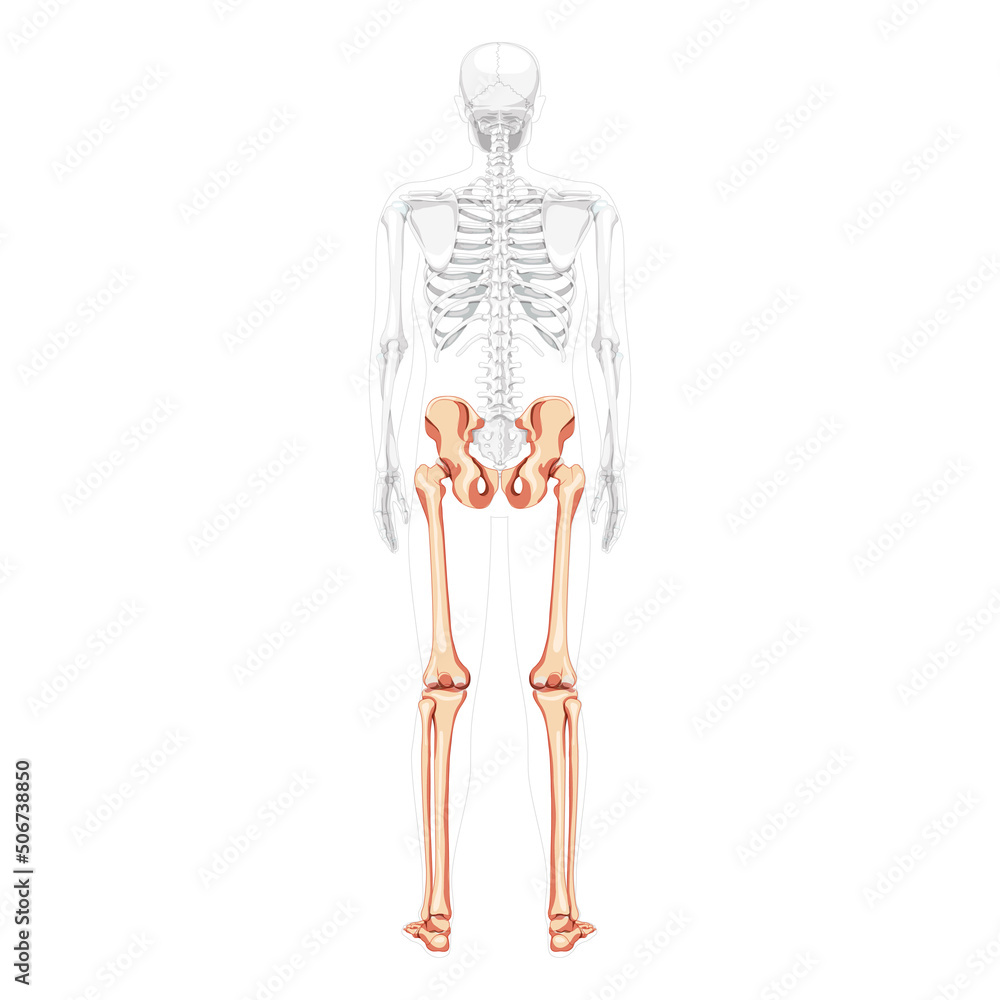 Lower limbs Human Pelvis with legs, Thighs Feet, ankles Skeleton back Posterior dorsal view with partly transparent body. Anatomically correct 3D realistic flat concept Vector illustration of isolated Lower limbs Human Pelvis with legs, Thighs Feet, ankles Skeleton back Posterior dorsal view with partly transparent body. Anatomically correct 3D realistic flat concept Vector illustration of isolated