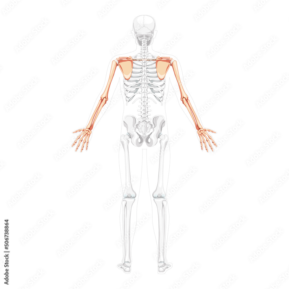 Skeleton upper limb Arms with Shoulder girdle Human back view with two arm poses with partly transparent bones position. Clavicle, scapula, forearms realistic flat concept Vector illustration anatomy Skeleton upper limb Arms with Shoulder girdle Human back view with two arm poses with partly transparent bones position. Clavicle, scapula, forearms realistic flat concept Vector illustration anatomy