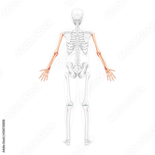 Skeleton Arms Human back Posterior dorsal view with partly transparent bones position. Hands, forearms realistic flat natural color concept Vector illustration of anatomy isolated on white background