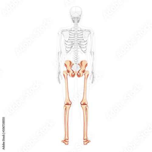 Lower limbs Human Pelvis with legs, Thighs Feet, ankles Skeleton back Posterior dorsal view with partly transparent body. Anatomically correct 3D realistic flat concept Vector illustration of isolated
