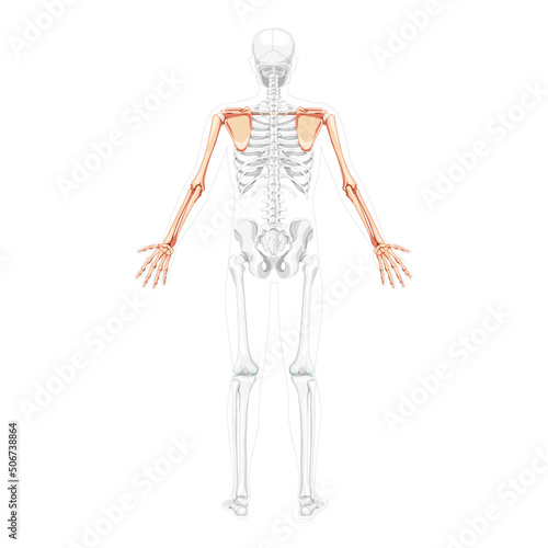 Skeleton upper limb Arms with Shoulder girdle Human back view with two arm poses with partly transparent bones position. Clavicle, scapula, forearms realistic flat concept Vector illustration anatomy