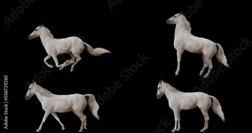 Set of white horse realistic animation. Isolated animal video including alpha channel allows to add background in post-production. Element for visual effects.