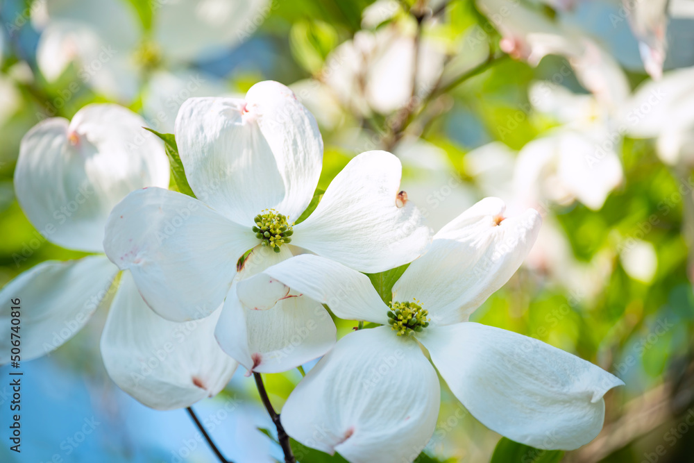 Beautiful white flower on a tree branch in a spring garden.
Beautiful white flower on a tree branch in a spring garden.