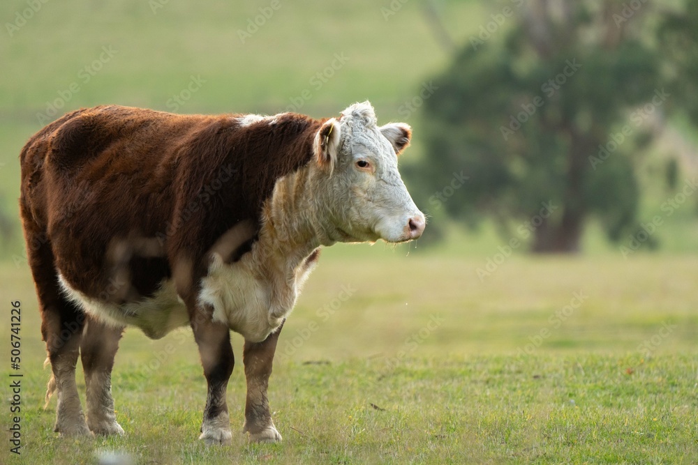 beautiful cattle in Australia eating grass, grazing on pasture. Herd of cows free range beef being regenerative raised on an agricultural farm. Sustainable farming beautiful cattle in Australia eating grass, grazing on pasture. Herd of cows free range beef being regenerative raised on an agricultural farm. Sustainable farming