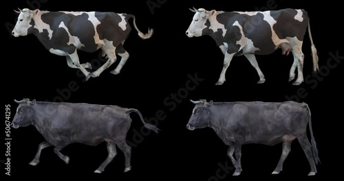 Set of black cow walking and running realistic animation. Isolated animal video including alpha channel allows to add background in post-production. Element for visual effects.