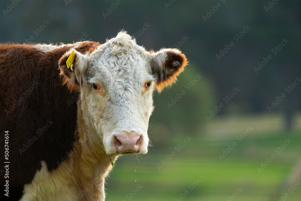 beautiful cattle in Australia eating grass, grazing on pasture. Herd of cows free range beef being regenerative raised on an agricultural farm. Sustainable farming beautiful cattle in Australia eating grass, grazing on pasture. Herd of cows free range beef being regenerative raised on an agricultural farm. Sustainable farming