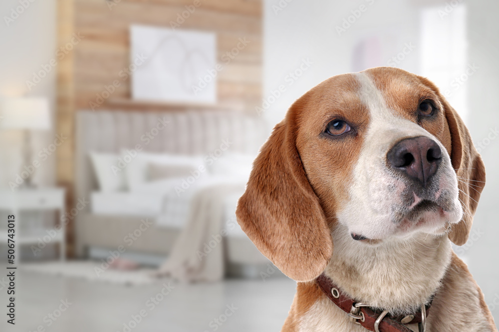 Cute dog in bedroom, space for text. Pet friendly hotel