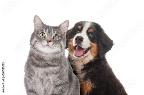 Fotobehang Adorable cat and dog on white background. Cute friends