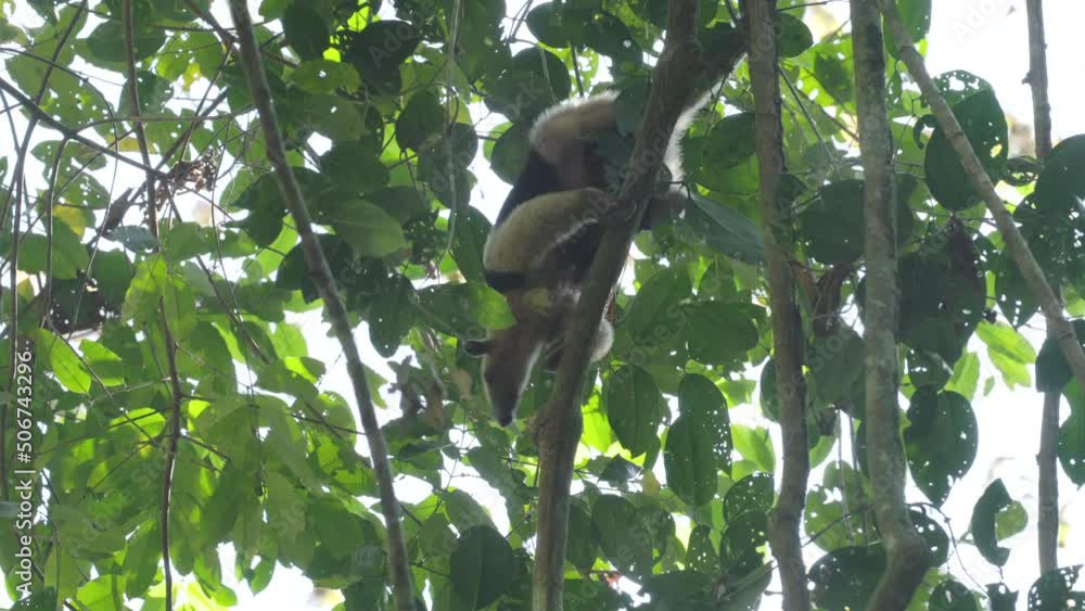 a lesser anteater, hanging down from a tree, scratches off ants in the rainforest at corcovado national park of costa rica