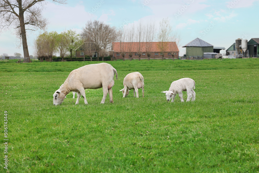 Cute funny sheep grazing on green field Cute funny sheep grazing on green field