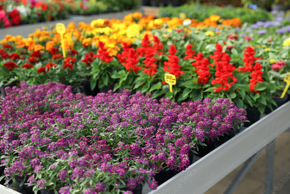 Beautiful blooming violet lobularia plants in garden center Beautiful blooming violet lobularia plants in garden center