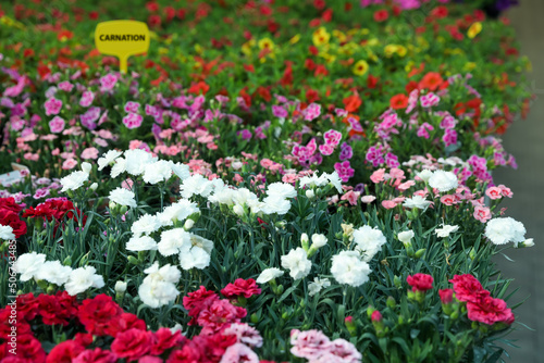Wallpaper Mural Many beautiful colorful carnations in garden center Torontodigital.ca