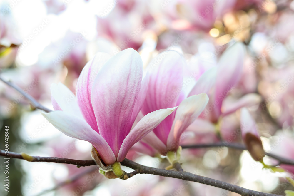 Magnolia tree with beautiful flowers outdoors, closeup. Awesome spring blossoms Magnolia tree with beautiful flowers outdoors, closeup. Awesome spring blossoms