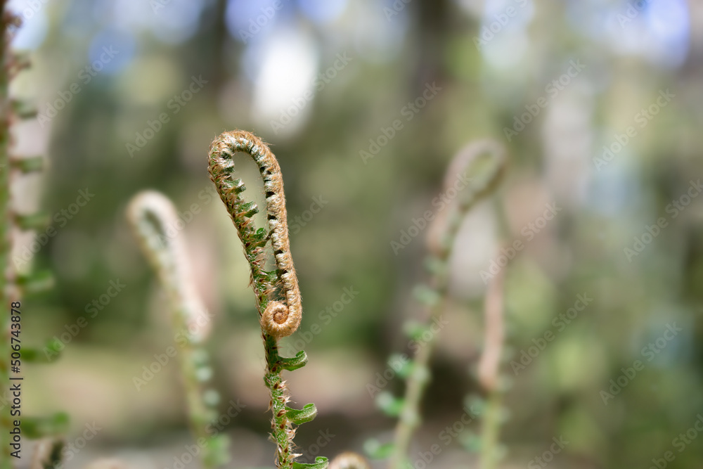 Abstract fern fiddleheads in sunlight and blue sky, closeup. Nature background texture. Young Western sword fern leaves still curled. Selective focus with defocused and abstract fern and foliage.
