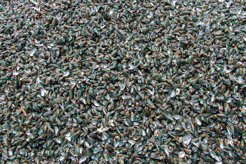 The view of a empty shells of shellfish The view of a empty shells of shellfish
