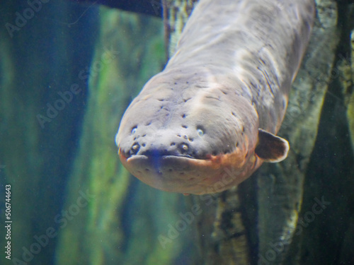 Electric eel also known as Electrophorus electricus fish in Fish Aquarium photo